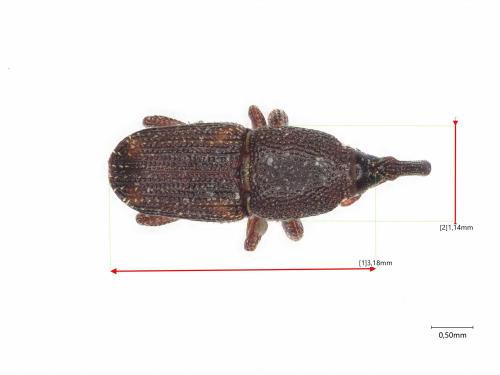 Réf. 318 362 : Sitophilus sp.
